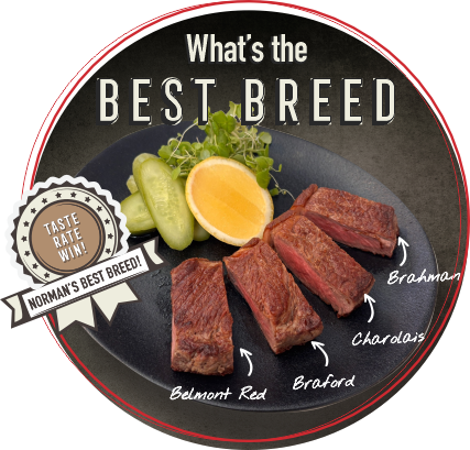What's the best breed